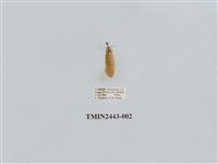 藏品(燈蛾29)的圖片